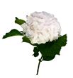 Hydr sweet verena 75 - HYDSWEVER