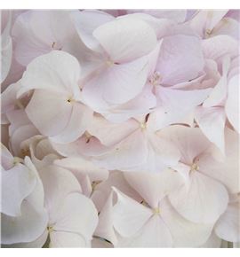 Hydr sweet verena 75 - HYDSWEVER