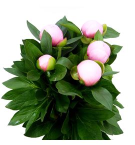 Paeonia soft salmon saucer x5 55 - PAESOFSALSAU