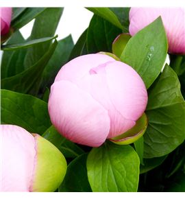 Paeonia soft salmon saucer x5 55 - PAESOFSALSAU
