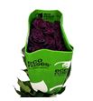 Rosa ecu black baccara 50 - REBLABAC