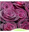Rosa ecu black baccara 50 - REBLABAC1