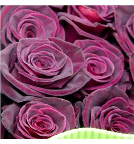 Rosa ecu black baccara 60 - REBLABAC