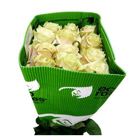 Rosa ecu champagner 70 - RECHA