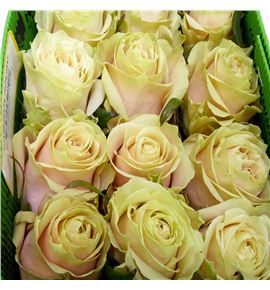 Rosa ecu champagner 70 - RECHA