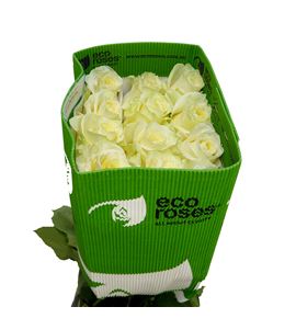 Rosa ecu creamer 70 - RECRE