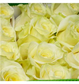 Rosa ecu creamer 70 - RECRE