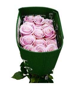 Rosa ecu pinky promise 70 - REPINPRO