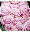 Rosa ecu pinky promise 70 - REPINPRO1