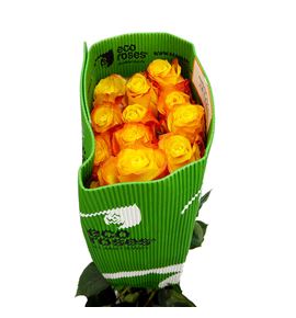 Rosa ecu summerligth 60 - RESUM