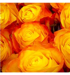 Rosa ecu summerligth 60 - RESUM