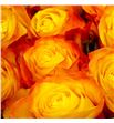 Rosa ecu summerligth 60 - RESUM1