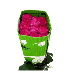 Rosa ecu enchantment 40 - REENC