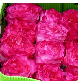 Rosa ecu enchantment 40 - REENC