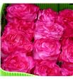 Rosa ecu enchantment 40 - REENC1