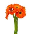 Gerbera dune - GERDUN