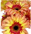Gerbera lemonade - GERLEM1