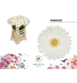 Gerbera romance 50 x10 - GERROM5010