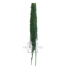 Amaranthus preservado verde ama/4104 - AMA4104-2-AMARANTHUS