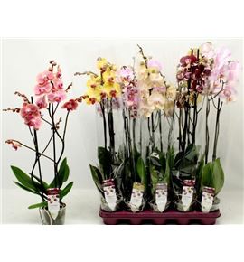 Pl. phalaenopsis mixta 10kl 2t 65cm x10 - PHAMIX10101275