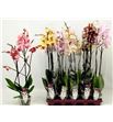 Pl. phalaenopsis mixta 10kl 2t 65cm x10 - PHAMIX10101275