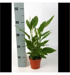 Pl. spathiphyllum chopin 35cm x6 - SPACHO61735