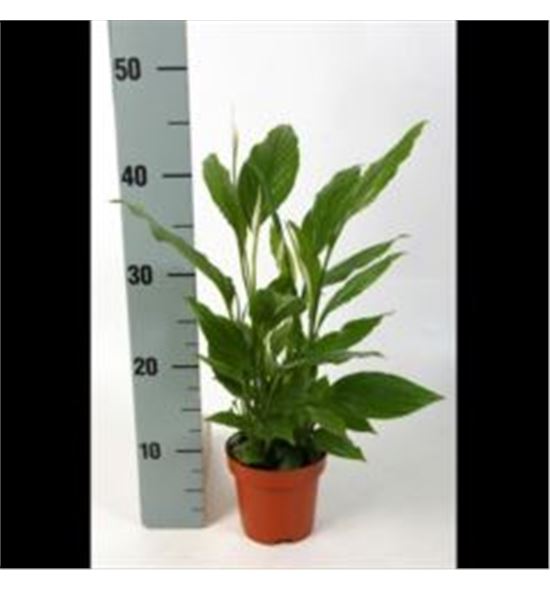 Pl. spathiphyllum chopin 35cm x6 - SPACHO61735