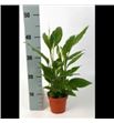 Pl. spathiphyllum chopin 35cm x6 - SPACHO61735