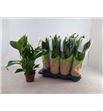 Pl. spathiphyllum strauss 65cm x8 - SPASTR81350