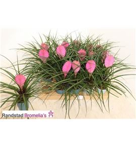 Pl. tillandsia cyanea 20cm x15 - TILCYA15720