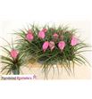 Pl. tillandsia cyanea 20cm x15 - TILCYA15720