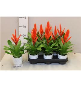 Pl. vriesea sparkle 35cm x8 - VRISPA8935