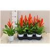 Pl. vriesea sparkle 35cm x8 - VRISPA8935