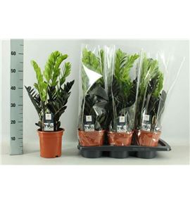 Pl. zamioculcas zamiiflolia 60cm x6 - ZANRAV61760