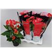 Pl. anthurium madural 50cm x6 - ANTMAD617706