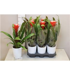 Pl. guzmania hope 45cm x6 - GUZHOP61245