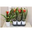 Pl. guzmania hope 45cm x6 - GUZHOP61245