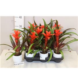 Pl. guzmania ostara 35cm x8 - GUZOST8935