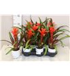 Pl. guzmania ostara 35cm x8 - GUZOST8935