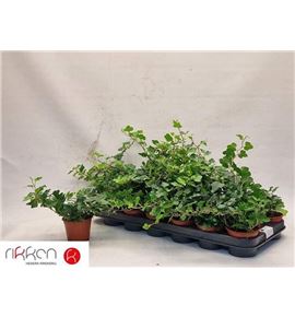 Pl. hedera helix white wonder 25cm x18 - HEDHWON1850825