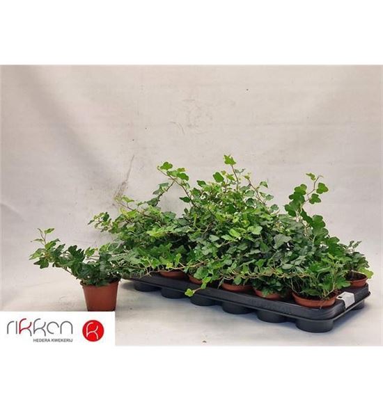 Pl. hedera helix white wonder 25cm x18 - HEDHWON1850825