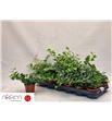 Pl. hedera helix white wonder 25cm x18 - HEDHWON1850825