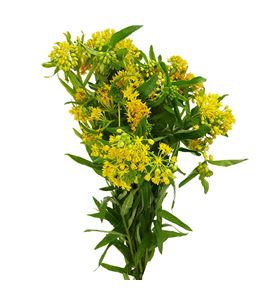 Asclepia incarnata amarilla 60 - ASCHELYEL