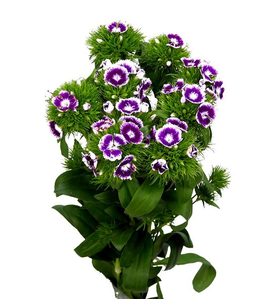 Barbatus bicour purple 60 - BARBICPUR