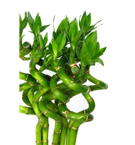 Drac bamboo spiraal 40 - DRABAMSPI