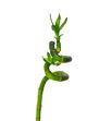 Drac bamboo spiraal 40 - DRABAMSPI2