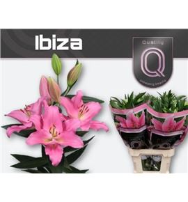 Lilium oriental hol ibiza 90 - LOHIBI
