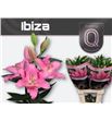 Lilium oriental hol ibiza 90 - LOHIBI