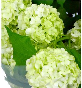 Viburnum roseum 50 - VIBROS