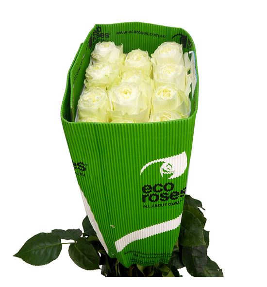 Rosa ecu coldplay 60 - RECOL